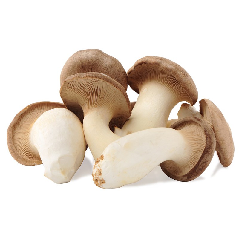 King Oyster Mushroom Eringi World of Mushrooms eBag.bg