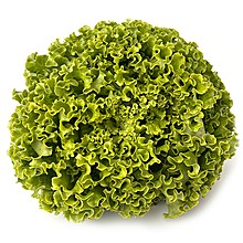 Салата Зелена от Ферма София Тера Груп